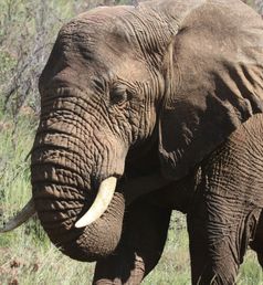 Kruger NP olifanten Zuid Afrika groepsrondreis 2